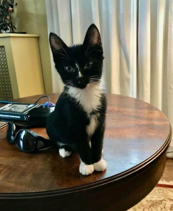 First Time Cat Owner