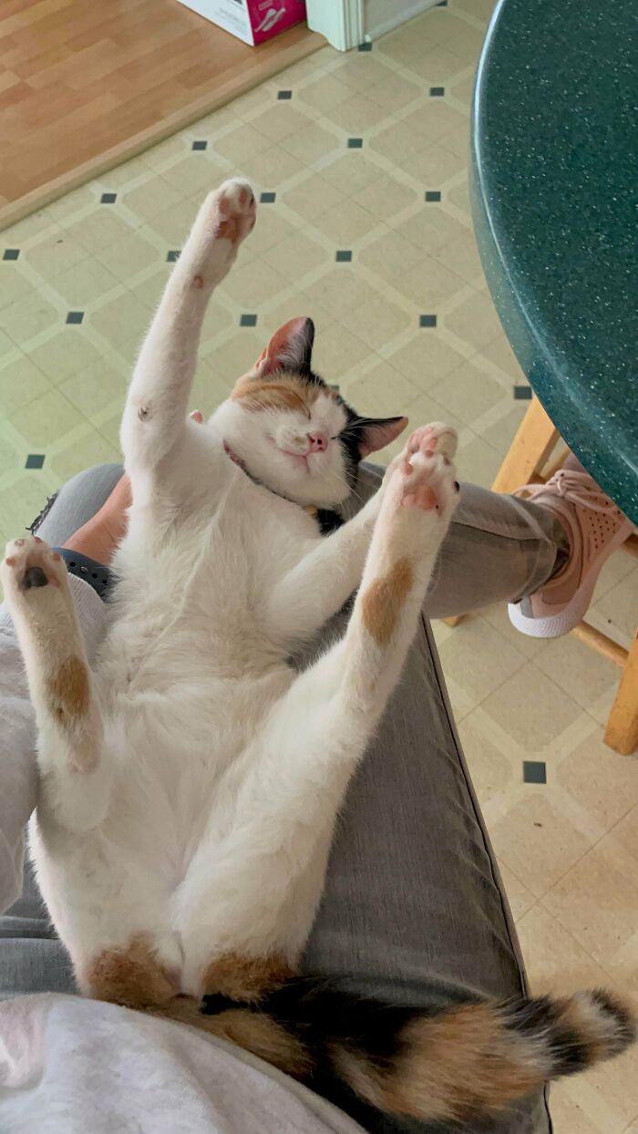 This Is Piper. She Showed Up On My Aunt’s Property And Decided To Adopt Us. I Stopped By To See My Aunt And Gave This Girl Some Head Massage. She Passed Out Like That 