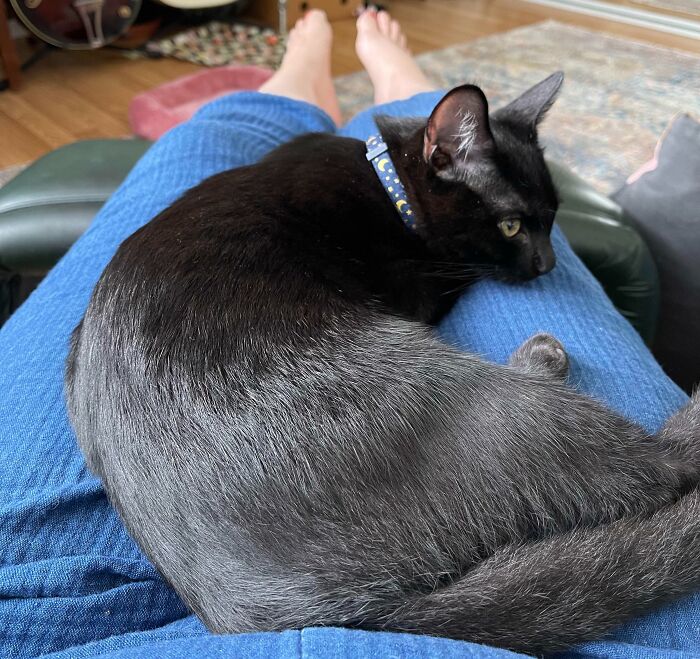 We Adopted A Very Shy Kitten Last Sunday. This Morning He Came Up To Me And Sat On My Lap All On His Own For The First Time