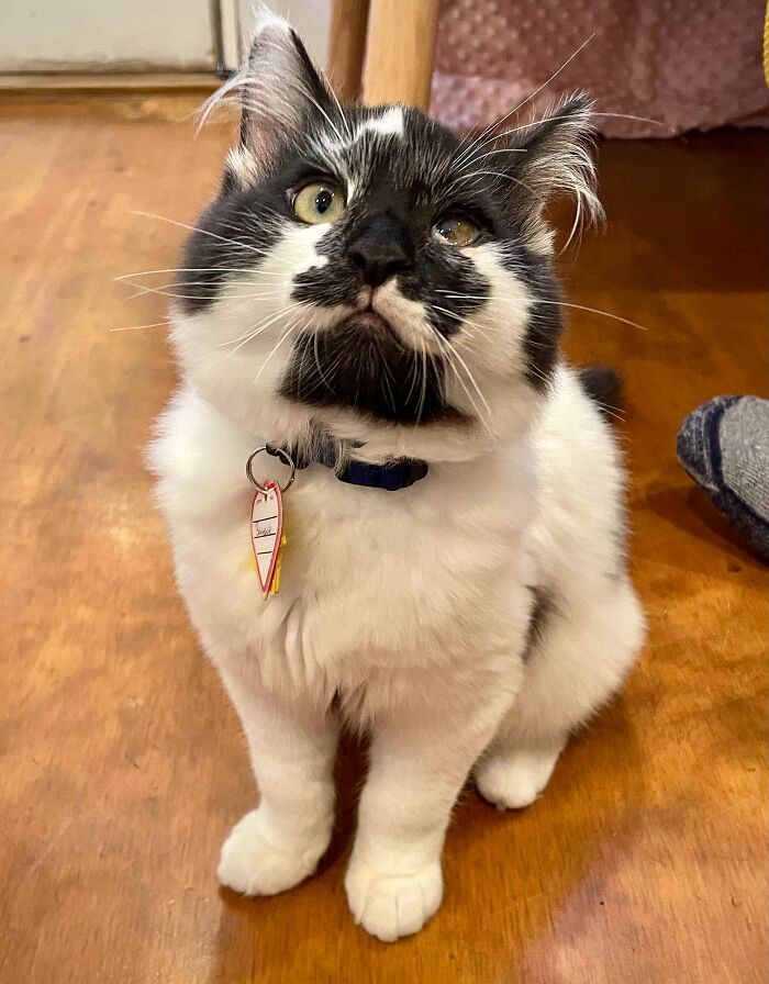 We Just Adopted This Goofy Big Boy Named Barnacle - 15 Weeks Old And Bigger Than Our Two Year Old Cat!