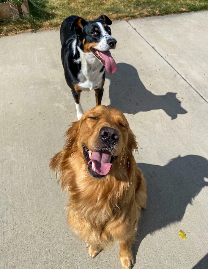 Adopted The Goodest Boy Today