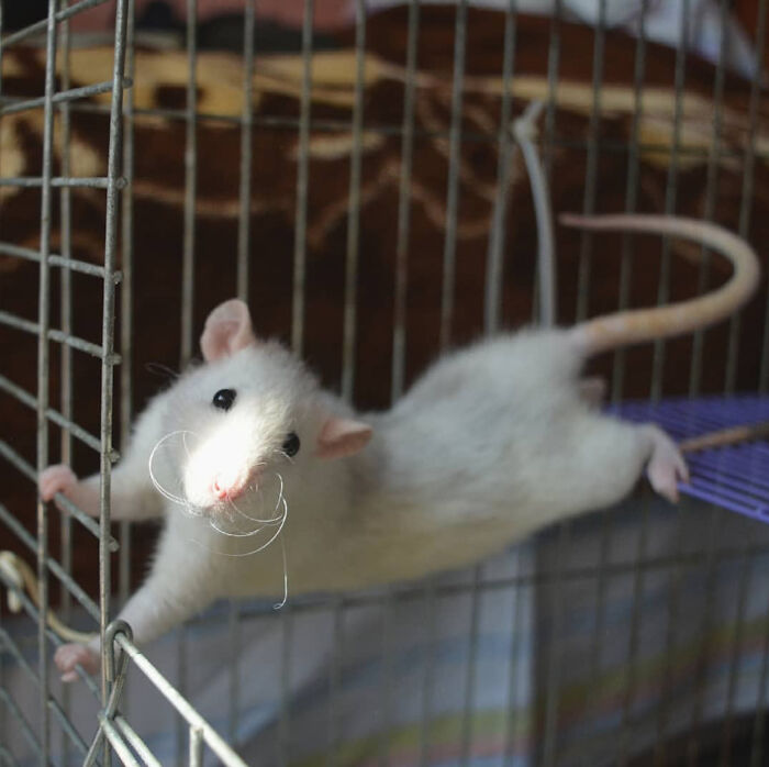 A Cute Baby Doing Yoga