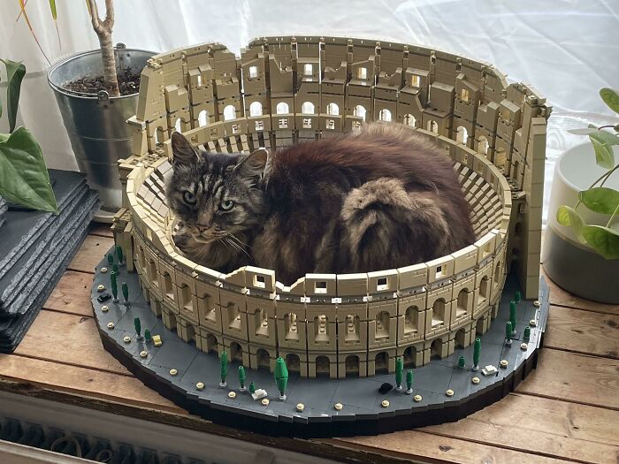 Tabby cat resting inside an intricate LEGO build of the Colosseum, showcasing one of the incredible LEGO builds as true works of art.