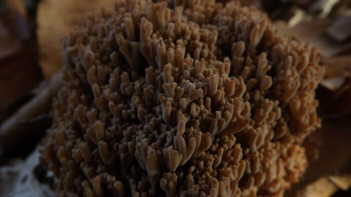 Ramaria Fagetorum (Not Edible)