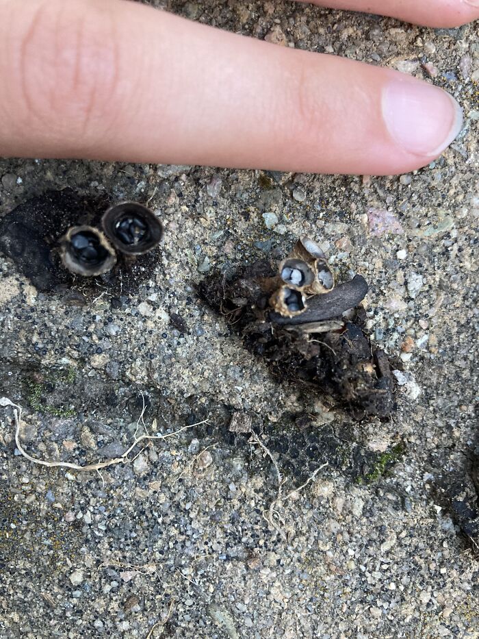 The Biggest And Smallest Fungi I’ve Found! Bird’s Nest And Some Sort Of Polypore