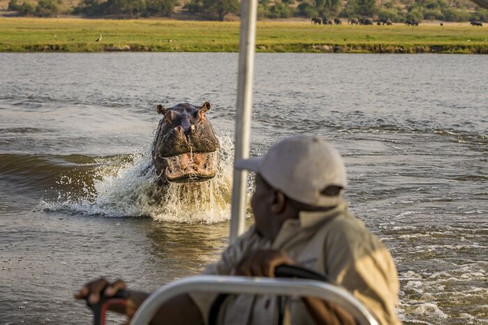 Viajes y aventuras: 3er clasificado, “Visita sorpresa” de Marcus Westberg