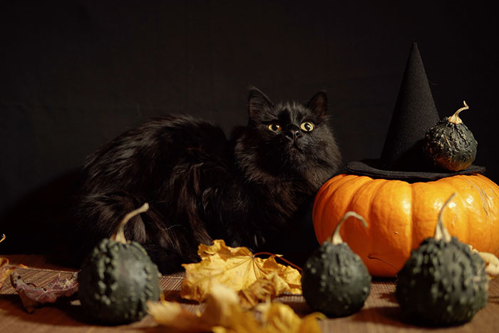 Getting Spooked By Black Cats