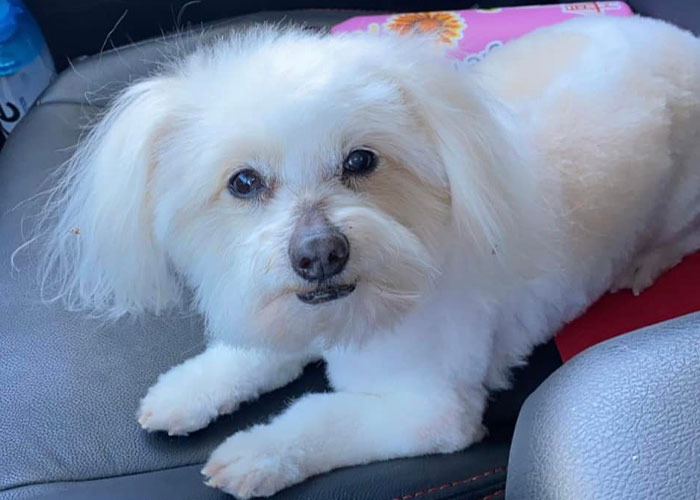 &ldquo;He Had One Job!&rdquo;: Husband Goes To Groomers, Comes Home With The Wrong Dog