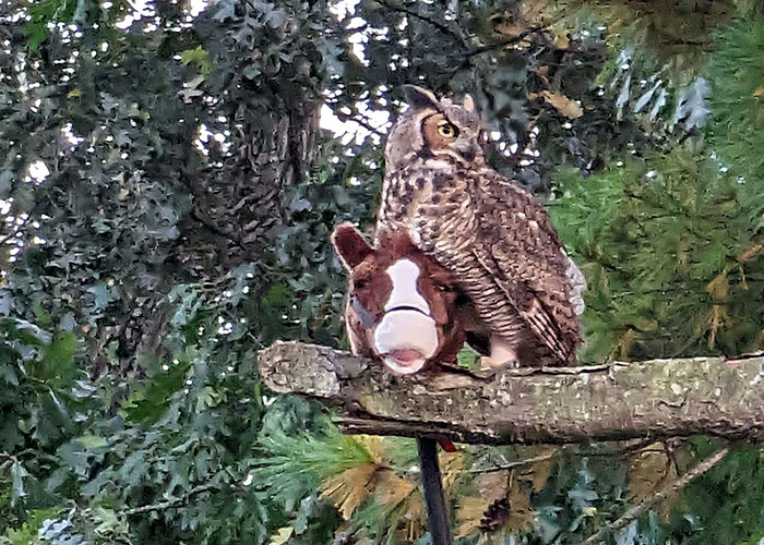 Man Captures Owl Flying Away With Child’s Hobby Horse Like A Witch Riding A Broom, Leaves The Internet In Stitches Man Captures Owl Flying Away With Child’s Hobby Horse Like A Witch Riding A Broom, Leaves The Internet In Stitches