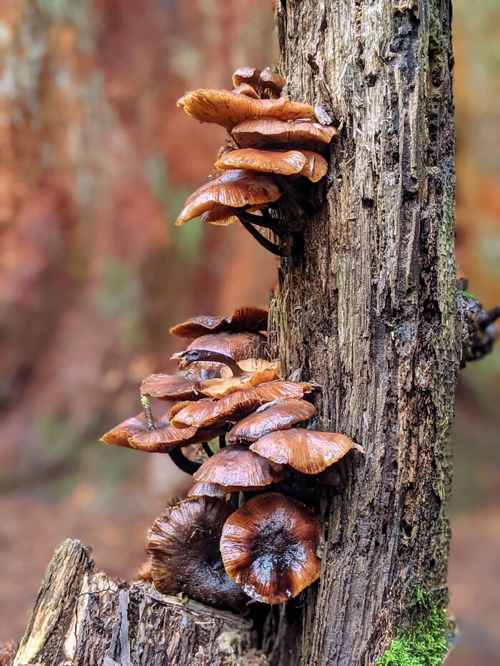 Not A Leaf, But Certainly A Sign Of Autumn In Vancouver (Bc) Parks!