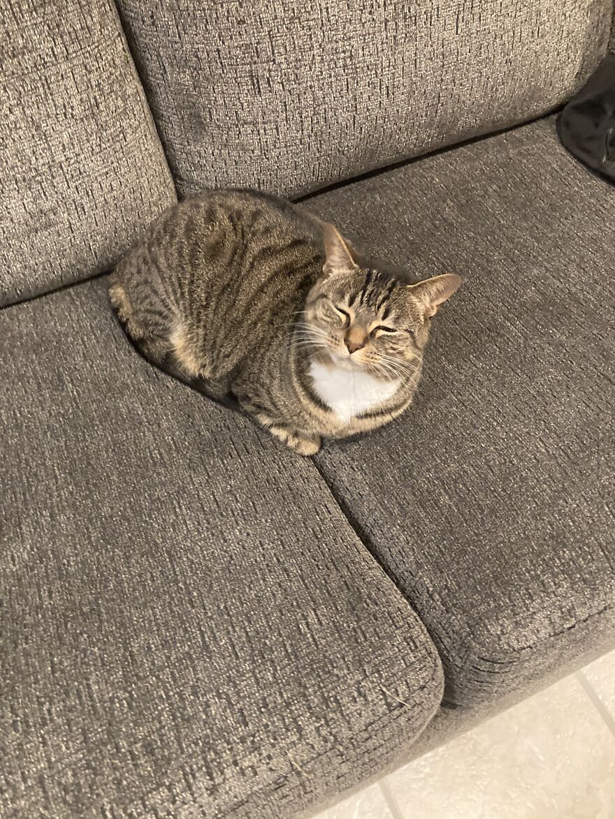 Bahahaha This Is Just A Reminder Life Sucks But A Hey Cats Exist ❤️