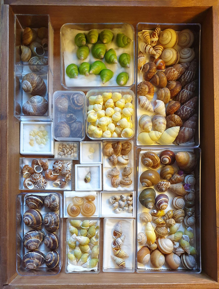 Landsnail Collection