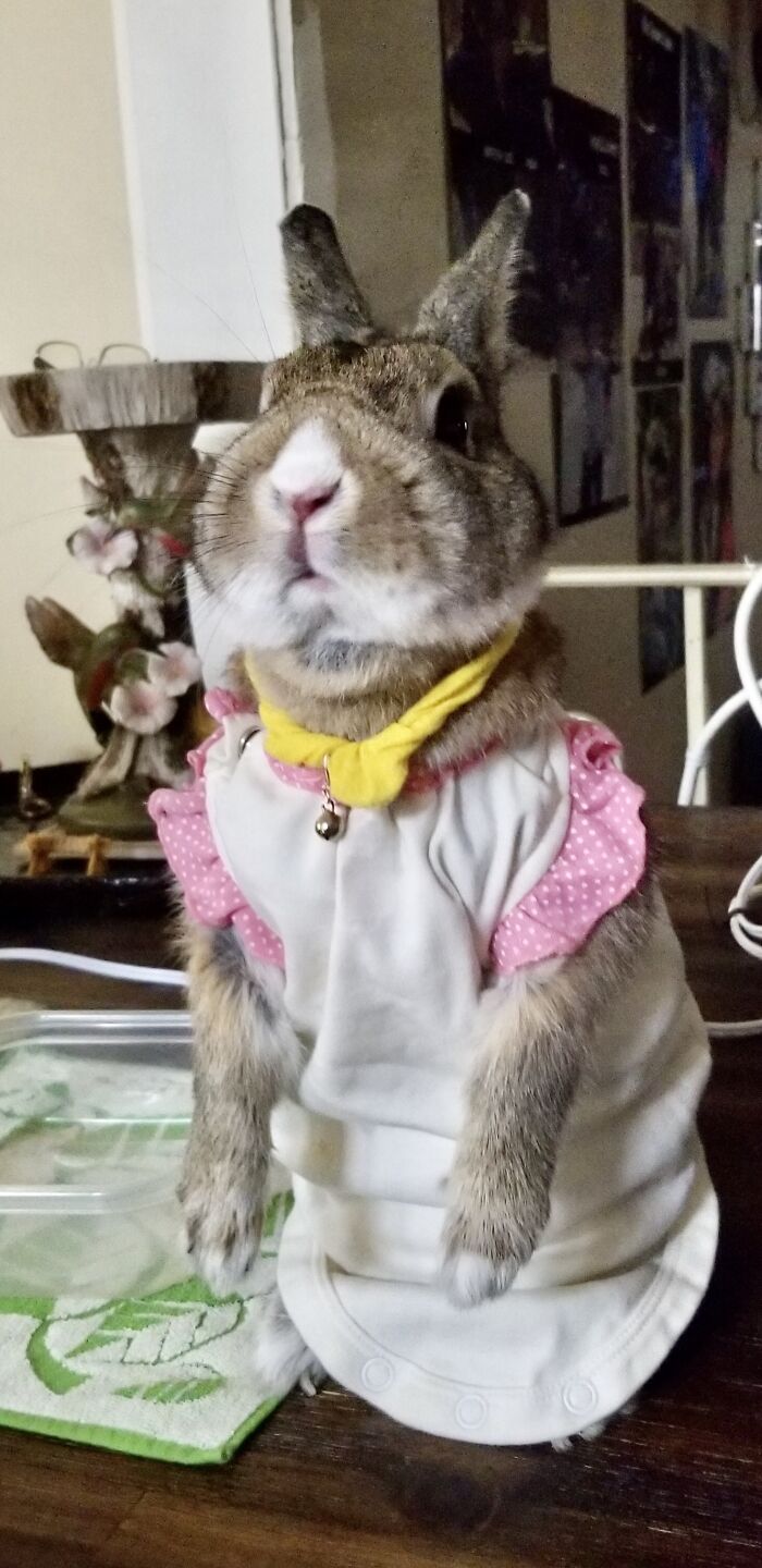 What To Do With My Daughter’s Old Onesie…..give It To Dot!