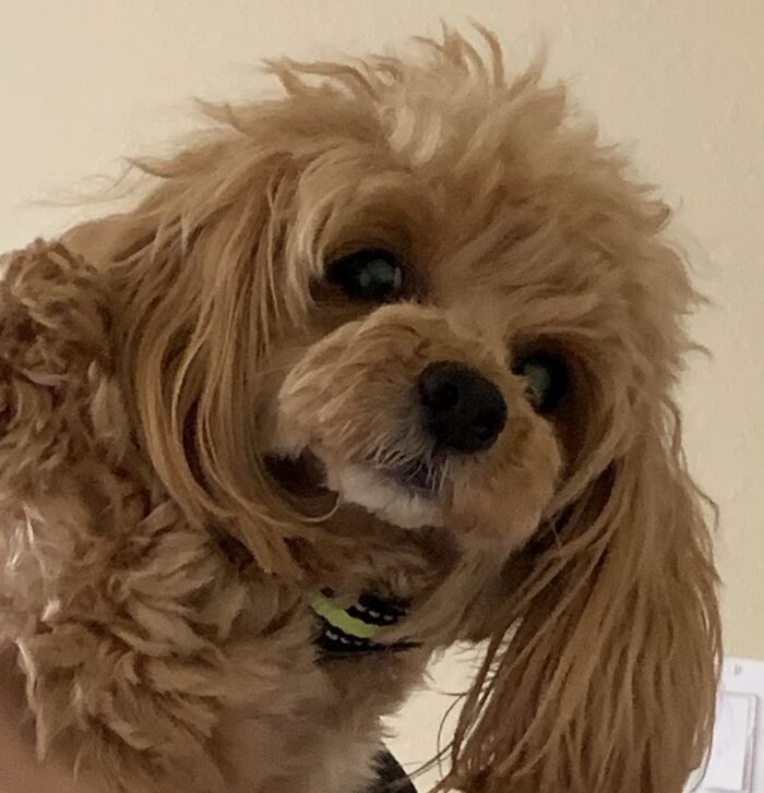 My Adorable, Fabulous, Amazing Dog