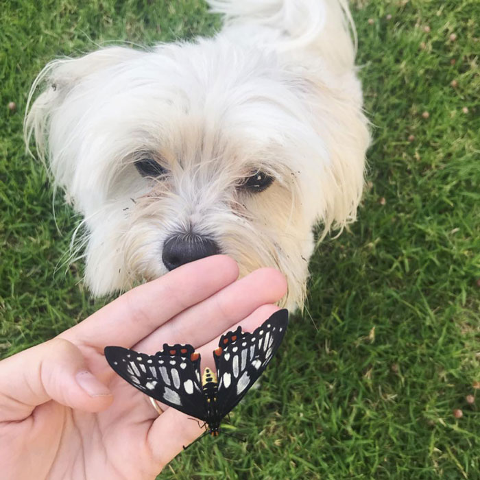 Dog looking at a butterfly