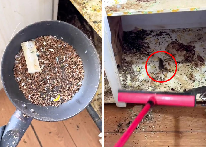 Psychology Student Deep Cleans “Unlivable” Homes To Help Their Owners’ Mental Health Psychology Student Deep Cleans “Unlivable” Homes To Help Their Owners’ Mental Health