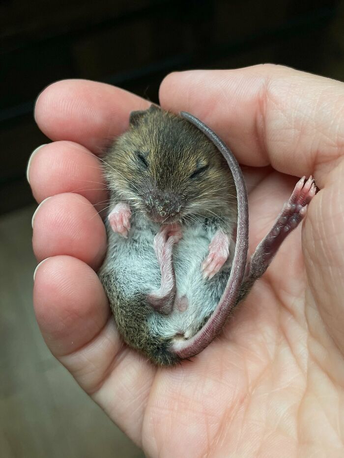 &ldquo;The Universe Certainly Has A Great Sense Of Humor&rdquo;: A Twitter User Shared Her Story Of Adopting And Taking Care Of An Abandoned Newborn Mouse