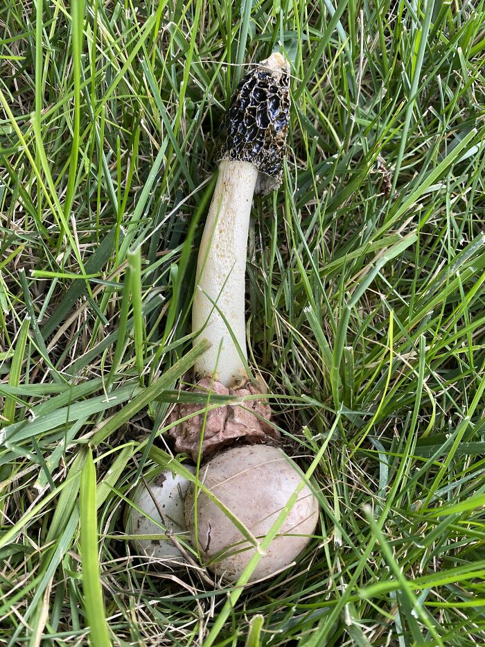 Phallus Impudicus In My Back Yard. *giggle*