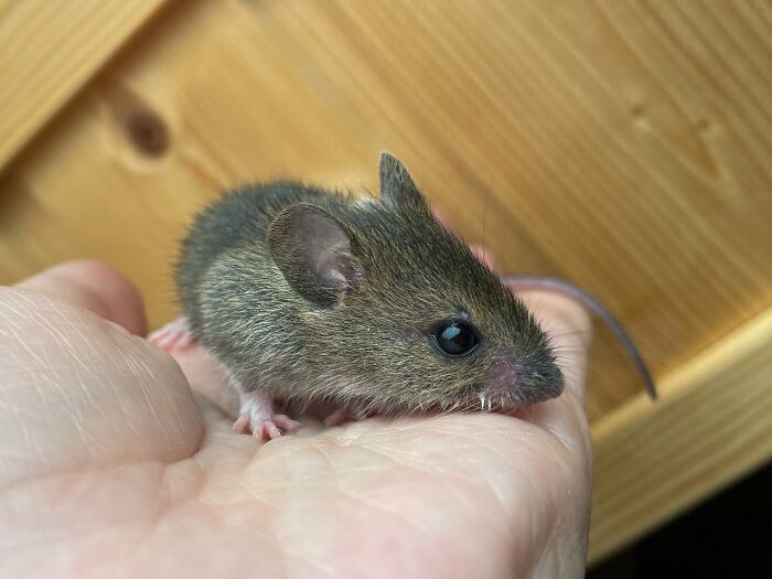 &ldquo;The Universe Certainly Has A Great Sense Of Humor&rdquo;: A Twitter User Shared Her Story Of Adopting And Taking Care Of An Abandoned Newborn Mouse
