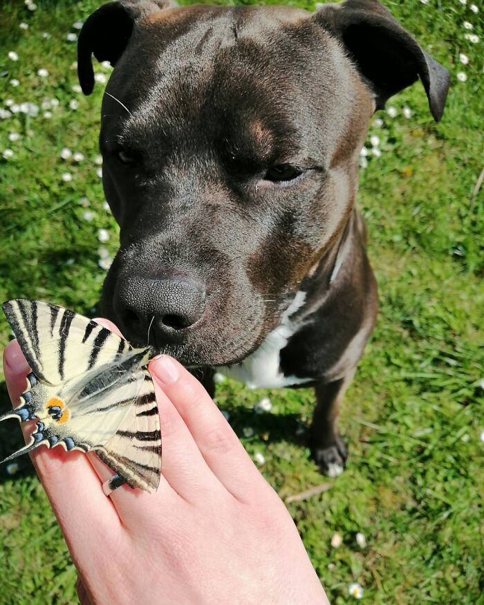 Dog sniffing a butterfly