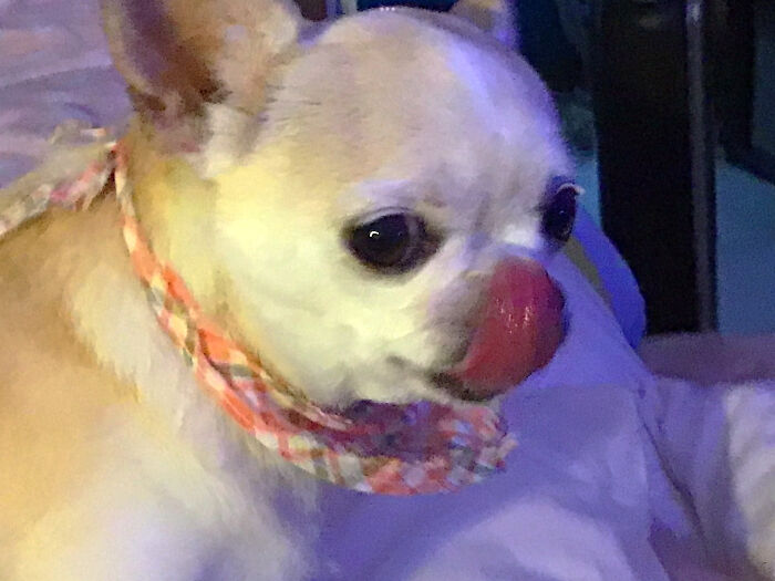 My Little Chi “Aria” Trying On A Cute Bandana & I Snapped A Photo Mid-Lick! 😂