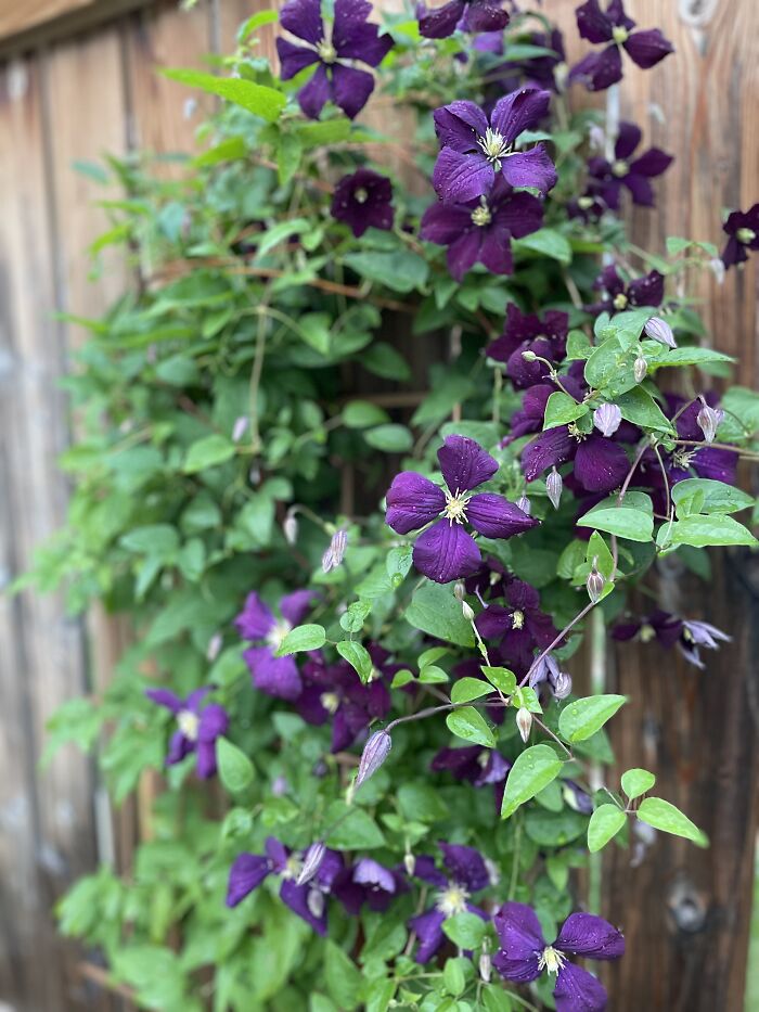 Jackmani Clematis. It Sat Dormant And Deadish For 5 Years And Then I Added Fish Fertilizer And Boom! It's Alive!