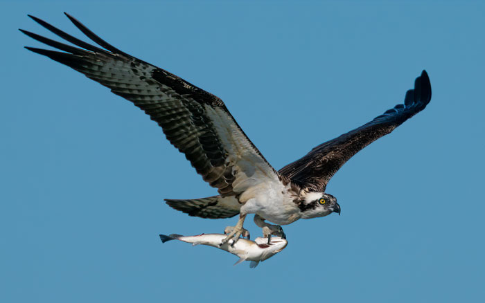 Would You Rather Be A Bird Or A Fish?