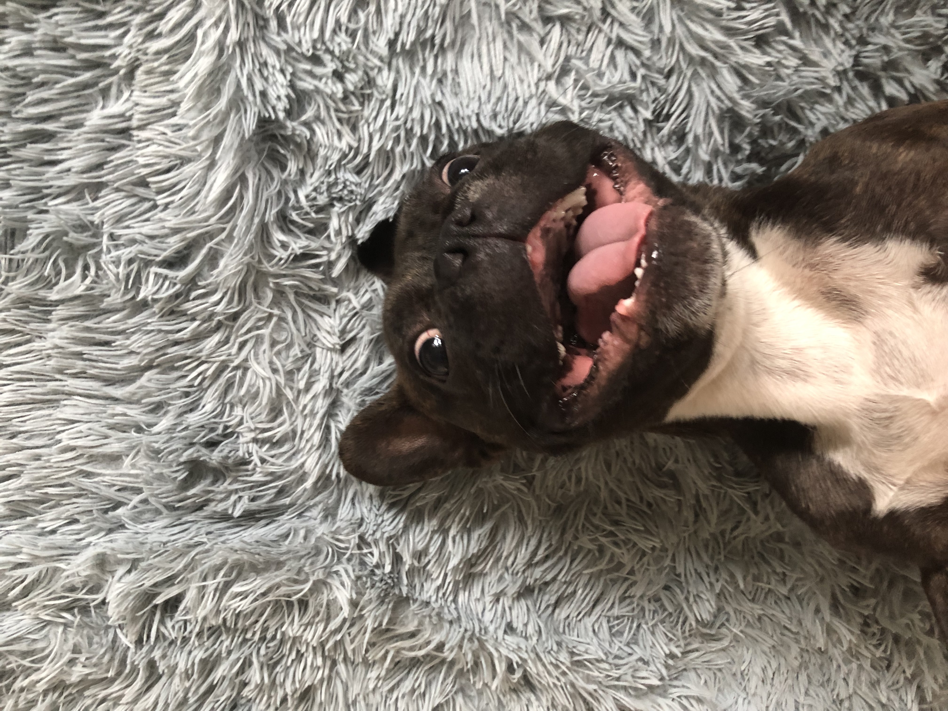 Hey Pandas, Post A Picture Of Your Pets Funniest Face!