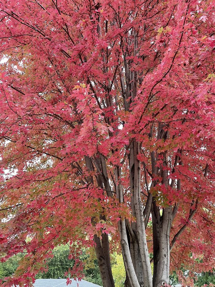 My Front Steps, Looking Up
