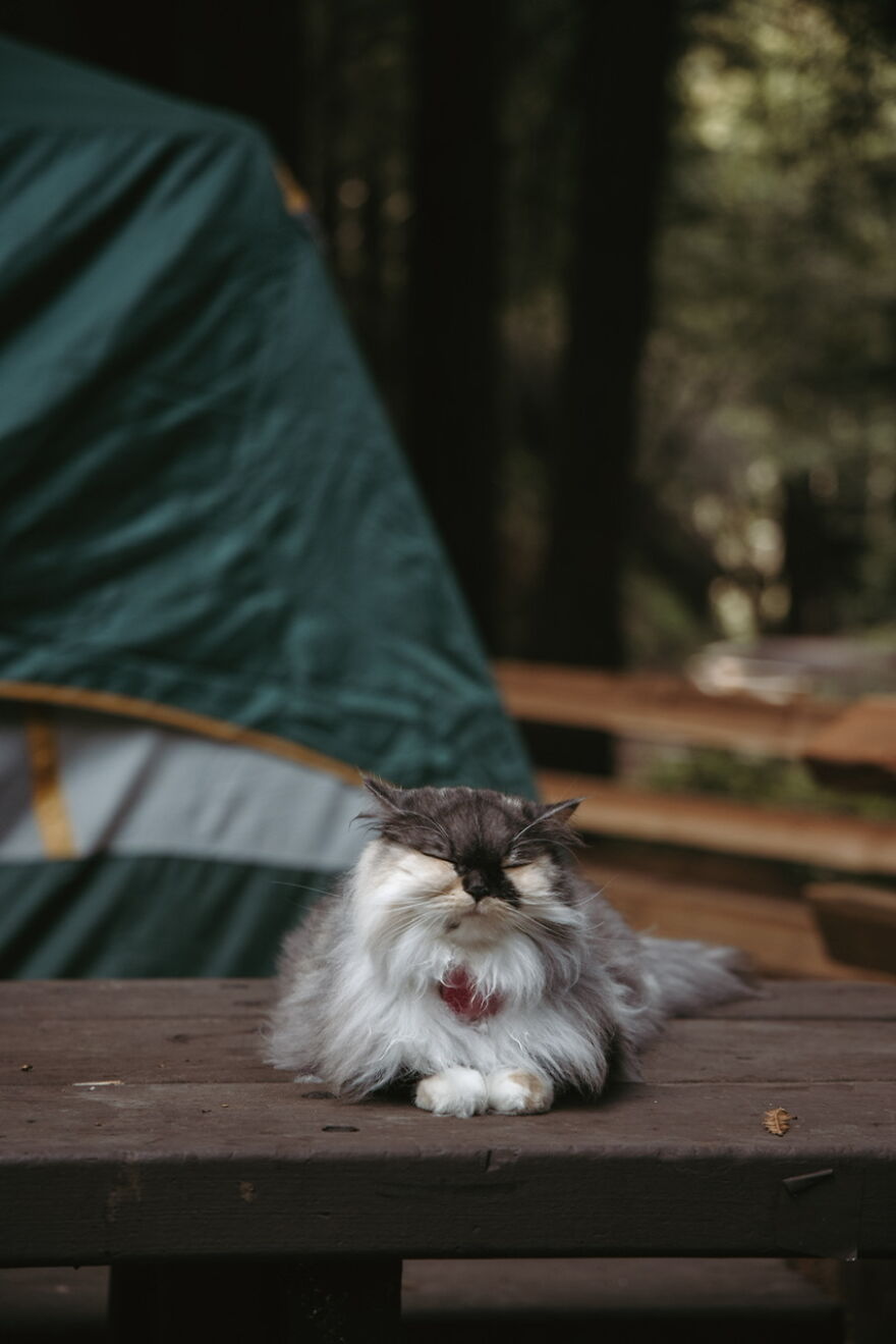 Pumpkin Loves To Go Camping
