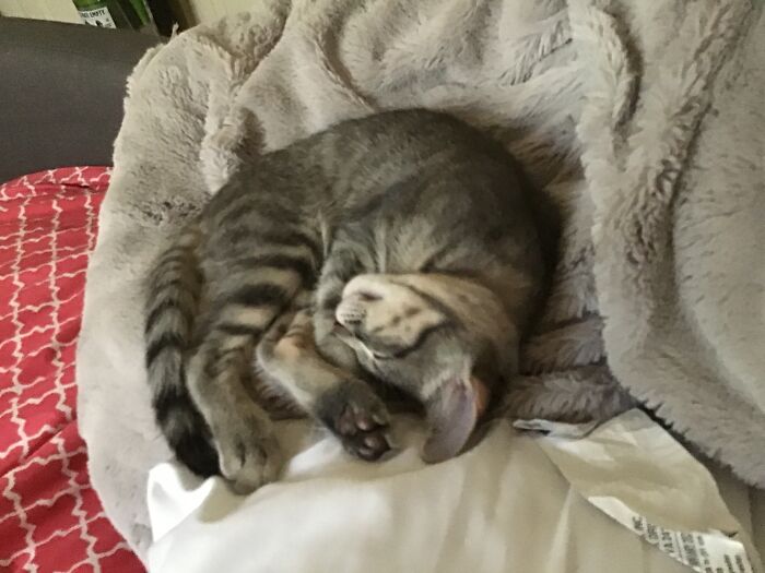 My Kitten Sleeping ♥️