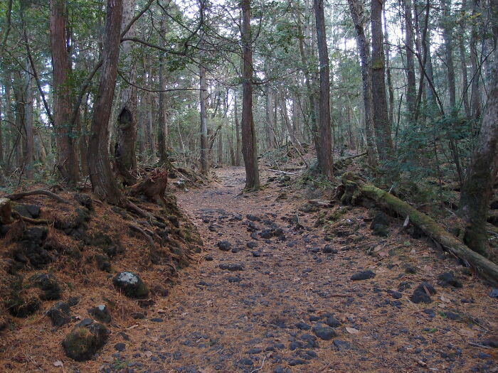 the path in a dark forest