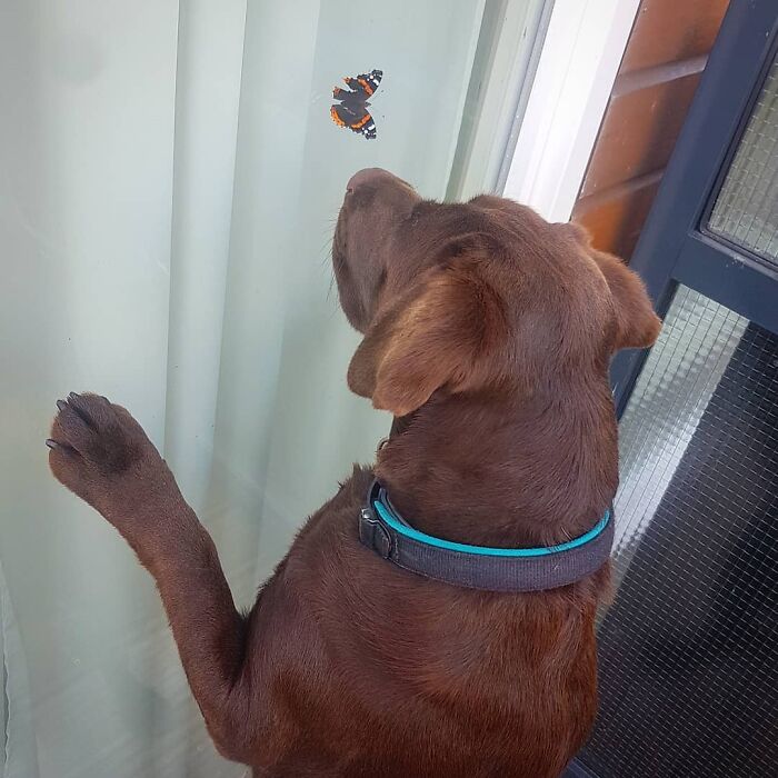 Dog looking at a butterfly