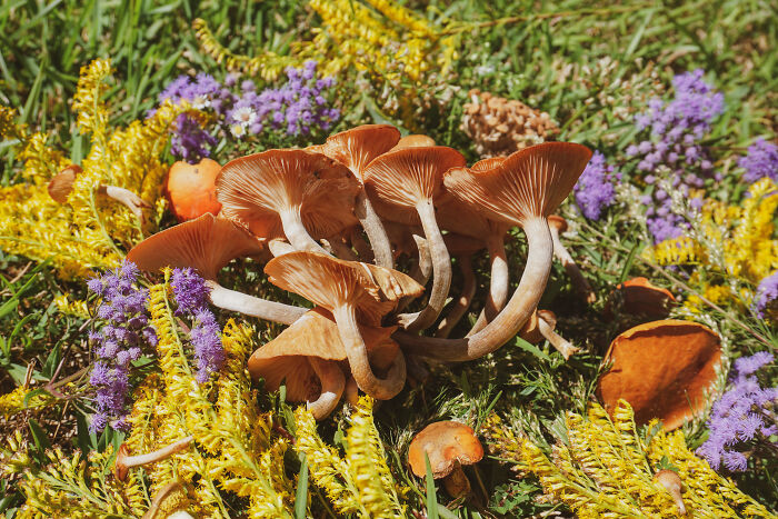 Moss Bluff, Louisiana