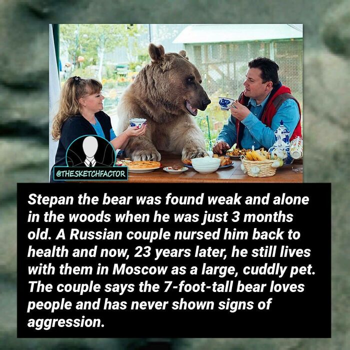 A 7-foot-tall bear raised by a Russian couple now lives as a large, gentle pet in Moscow, a disturbing fact shared here.
