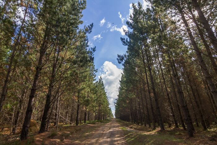 straight path between a pine trees