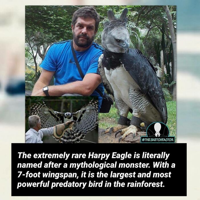 Man posing with a rare Harpy Eagle, a powerful predatory bird with a 7-foot wingspan in the rainforest.