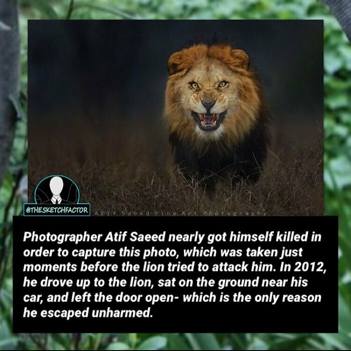 Close-up of an aggressive lion in the wild, illustrating disturbing and morbid facts that might freak you out.