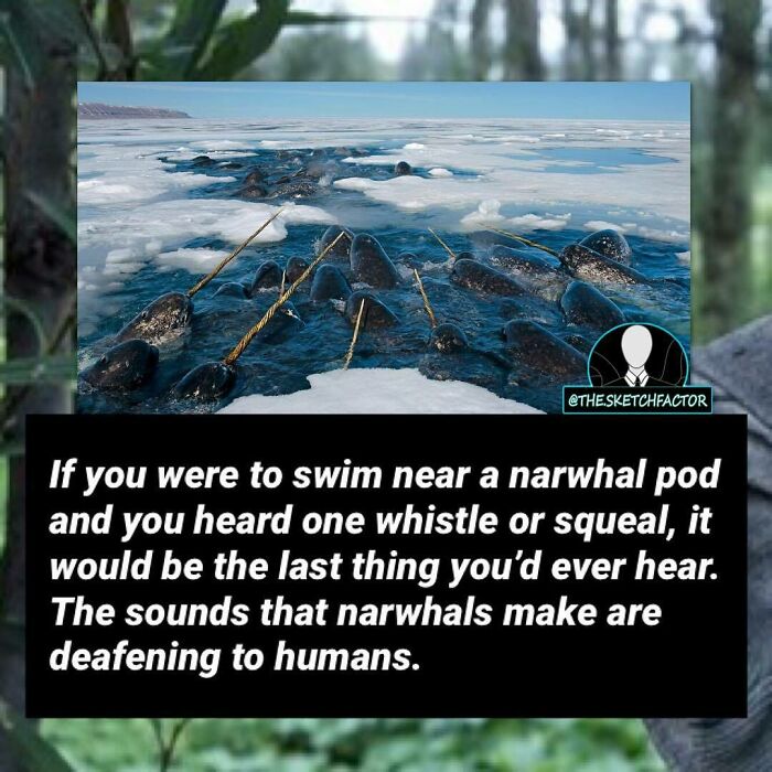 A pod of narwhals swimming in icy water with a disturbing fact about their deafening sounds to humans.