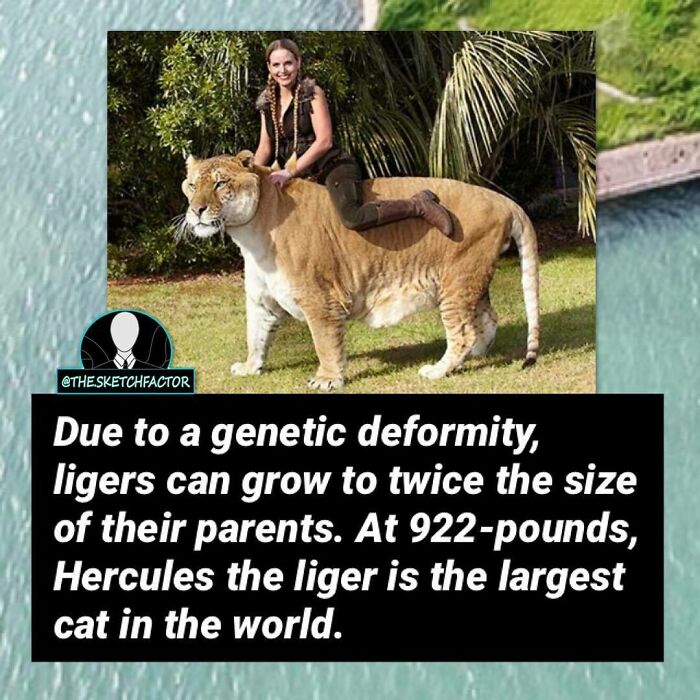 Woman sitting on an enormous liger, illustrating a disturbing and morbid fact that might freak you out a bit.