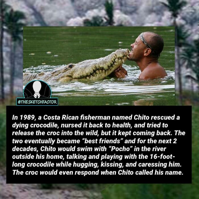 Man swimming and interacting closely with a large crocodile in a river, illustrating disturbing and morbid facts.