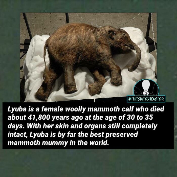 Well-preserved woolly mammoth calf Lyuba with intact skin and organs, a disturbing and morbid fact from history.