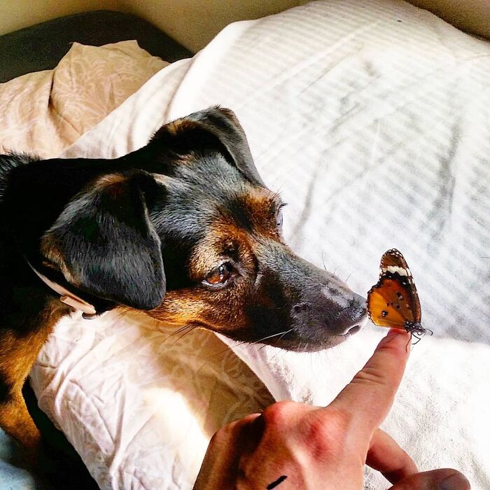 Dog sniffing a butterfly