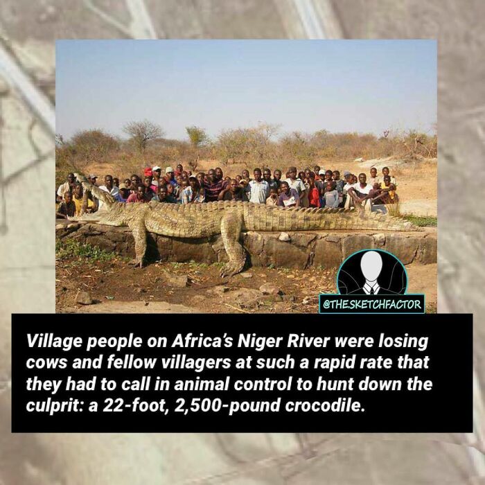 Large 22-foot crocodile captured near Africa’s N***r River after attacking villagers and livestock, a disturbing morbid fact.