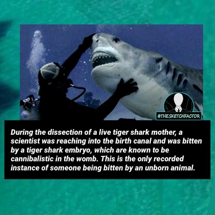 Diver interacting with a tiger shark underwater, illustrating disturbing and morbid facts about shark embryos biting humans.