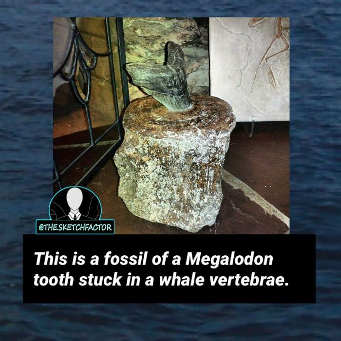 Fossil of a Megalodon tooth embedded in whale vertebrae, a disturbing and morbid fact that might freak you out.