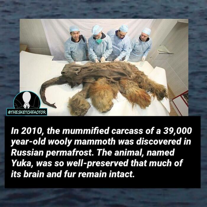 Scientists examine the mummified carcass of a 39,000-year-old woolly mammoth in Russian permafrost disturbing morbid facts.