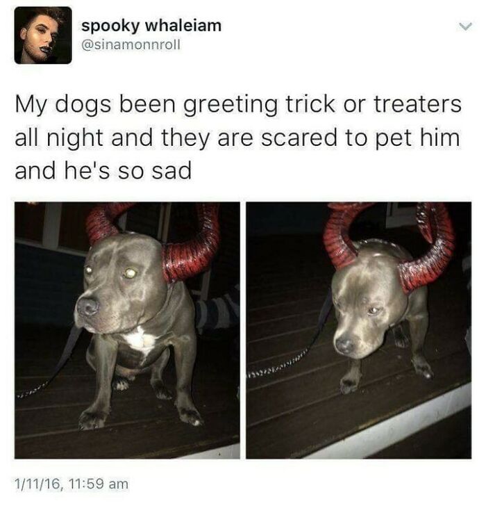 Dog in Halloween costume with red horns looking sad at night; a humorous and spooky Halloween meme.