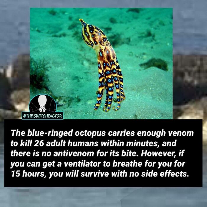 Blue-ringed octopus underwater, known for venomous bite with no antivenom, a disturbing and morbid fact that might freak you out.