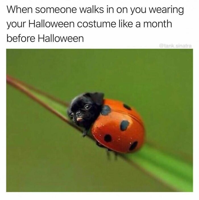 Dog head on ladybug body, humorous Halloween costume meme.